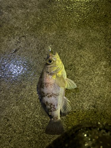 メバルの釣果