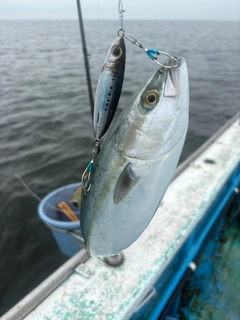 イナダの釣果