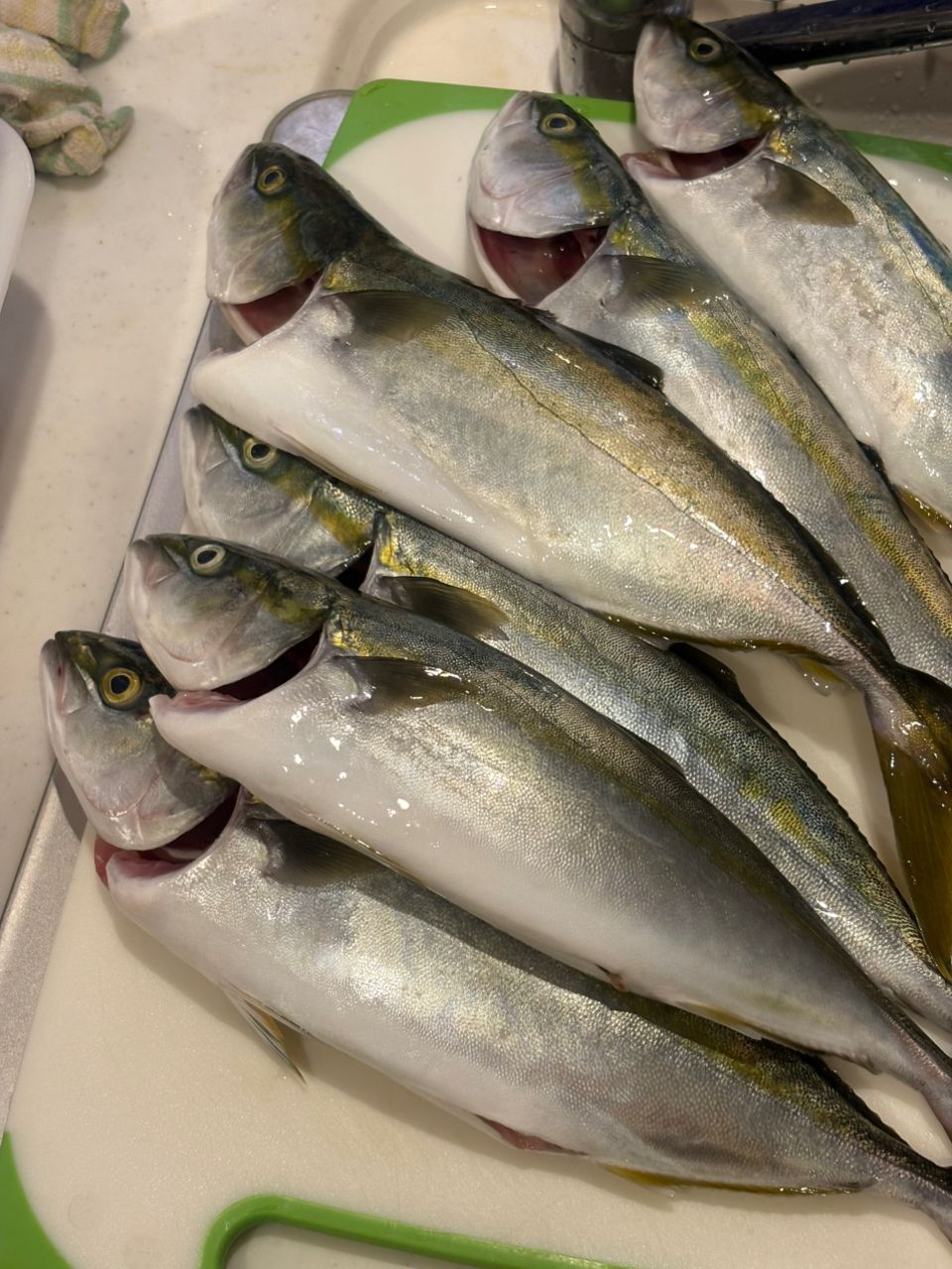 茅ヶ崎のマダオさんの釣果 2枚目の画像