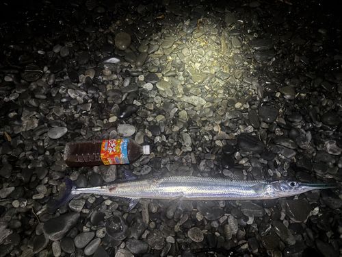 ダツの釣果