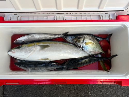 ブリの釣果