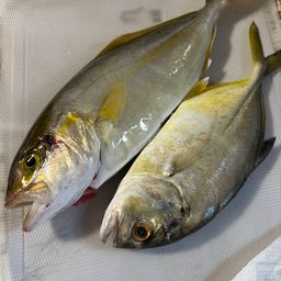 ギンガメアジ