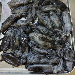 アオリイカ