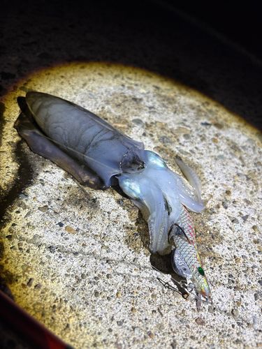 釣果
