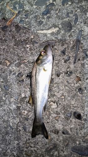 伊勢湾湾奥