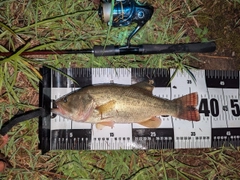ラージマウスバスの釣果