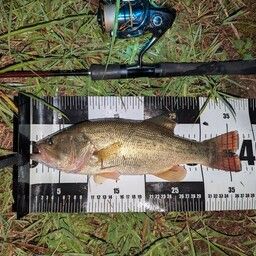 ラージマウスバス