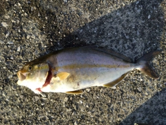 カンパチの釣果