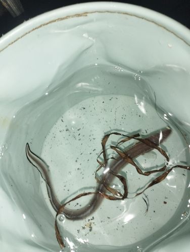 アナゴの釣果