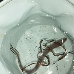 アナゴ