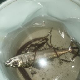 サバ