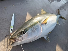 ブリの釣果