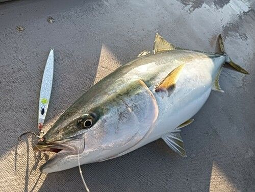 ブリの釣果