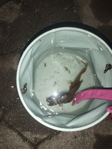 ドンコの釣果