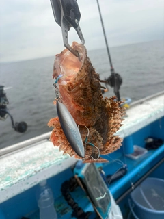 オニカサゴの釣果