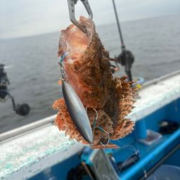 オニカサゴ