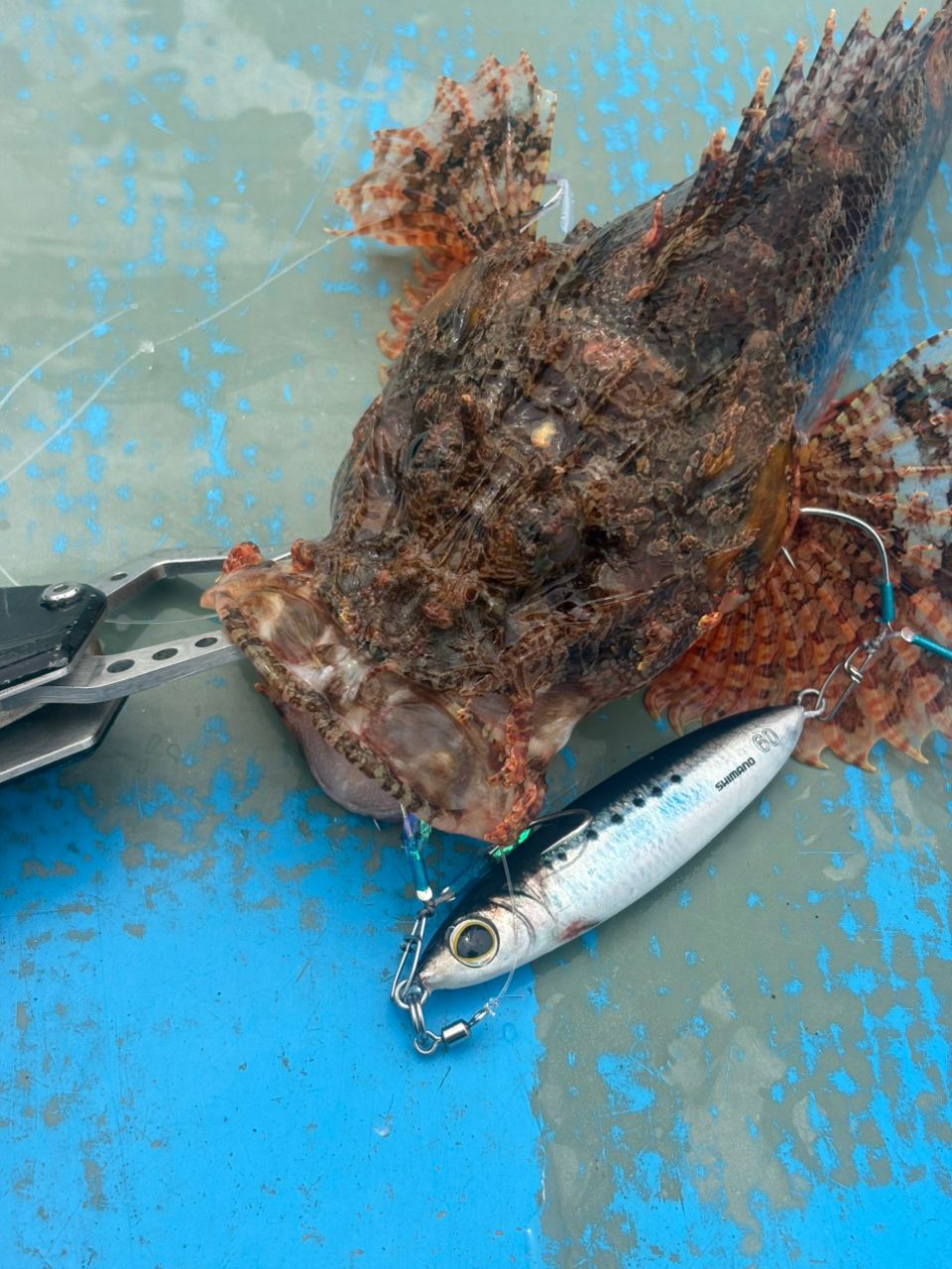 茅ヶ崎のマダオさんの釣果 2枚目の画像