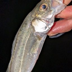 シーバス