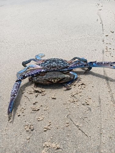 ワタリガニの釣果