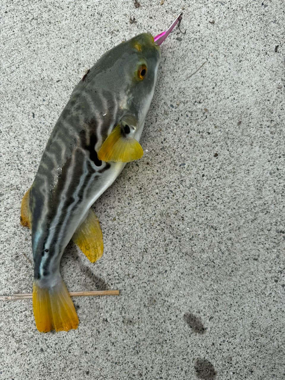 マゴチ