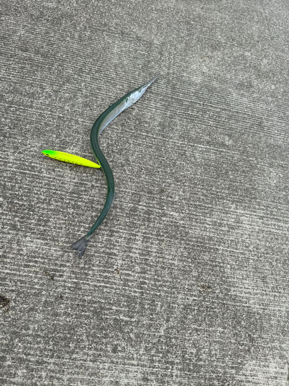 マゴチ