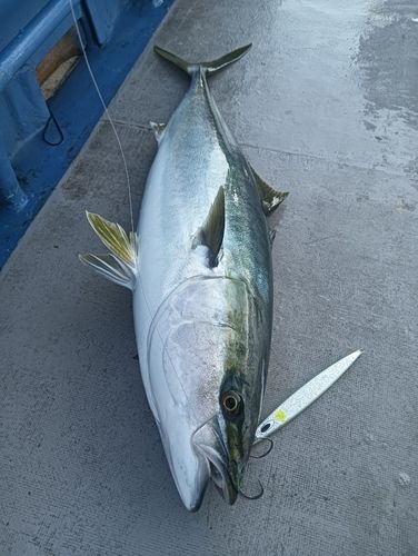 ブリの釣果