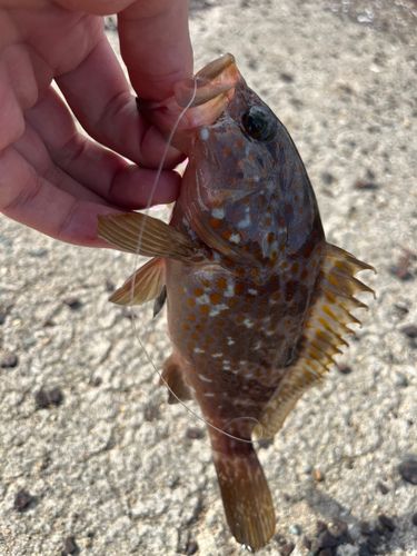キジハタの釣果