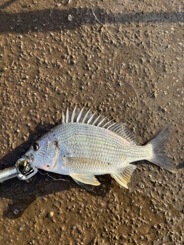 キビレの釣果
