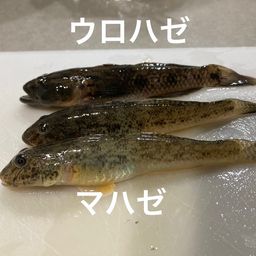 マハゼ