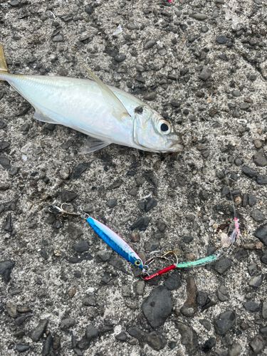 ボラの釣果