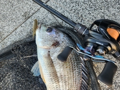 キビレの釣果