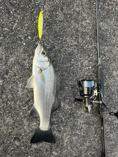 セイゴ(ヒラスズキ)の釣果