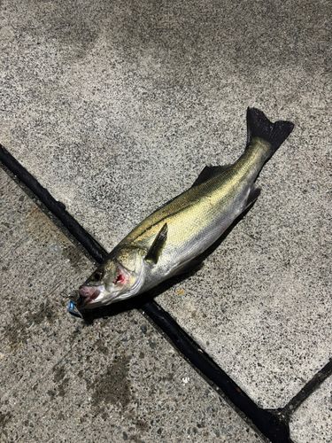 小名浜港市場前