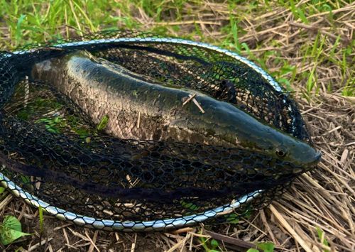 ライギョの釣果