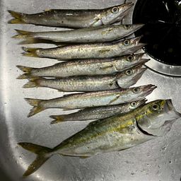 マダカ（タイリクスズキ）