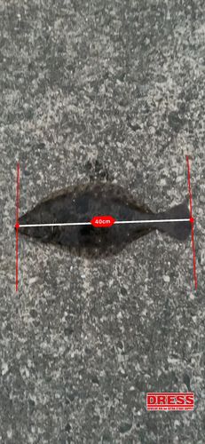 ヒラメの釣果