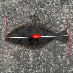 ヒラメ