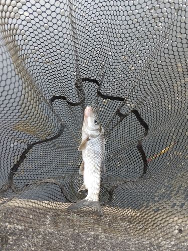ニゴイの釣果