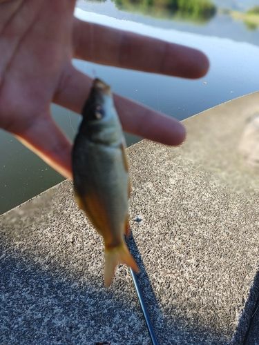 コイの釣果