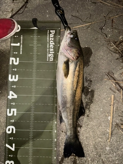 スズキの釣果