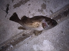 ソイの釣果