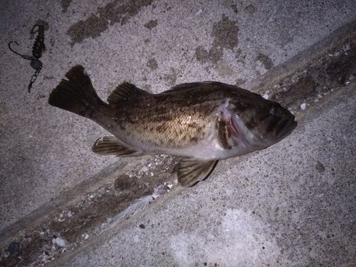 ソイの釣果