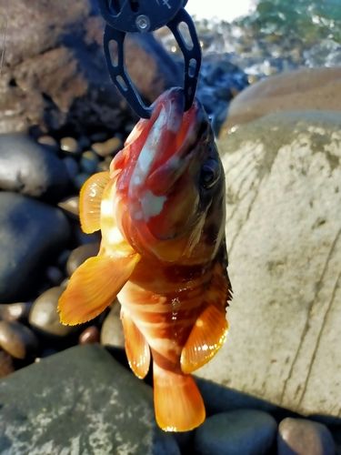 駿河湾