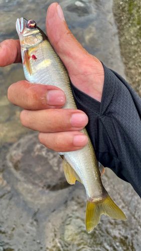 アユの釣果
