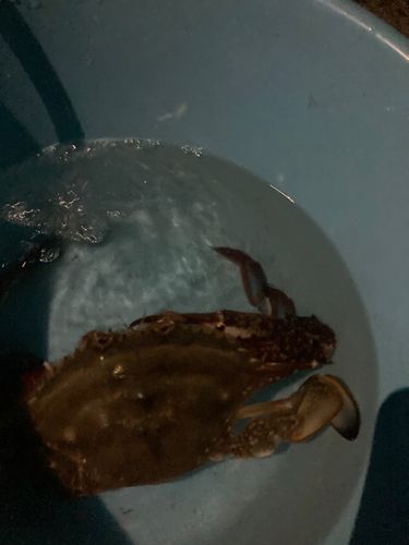 ガザミの釣果