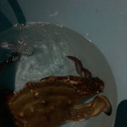 ガザミ