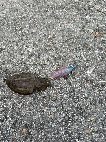コウイカの釣果
