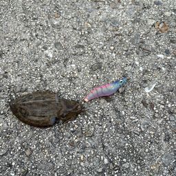 コウイカ