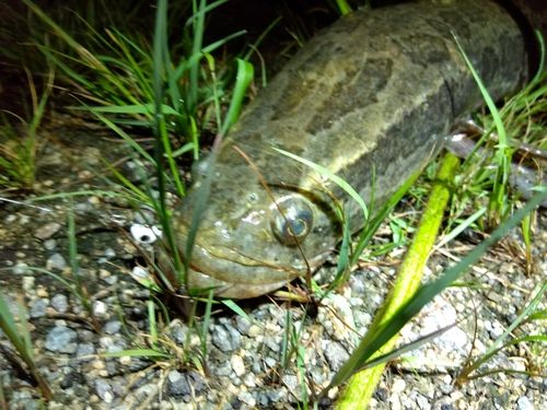 ライギョの釣果