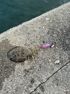 コウイカの釣果